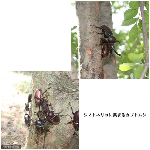 国産カブトムシ二匹 国産カブトムシ♂2匹＋♀1匹フリーサイズ : オオクワ京都昆虫館